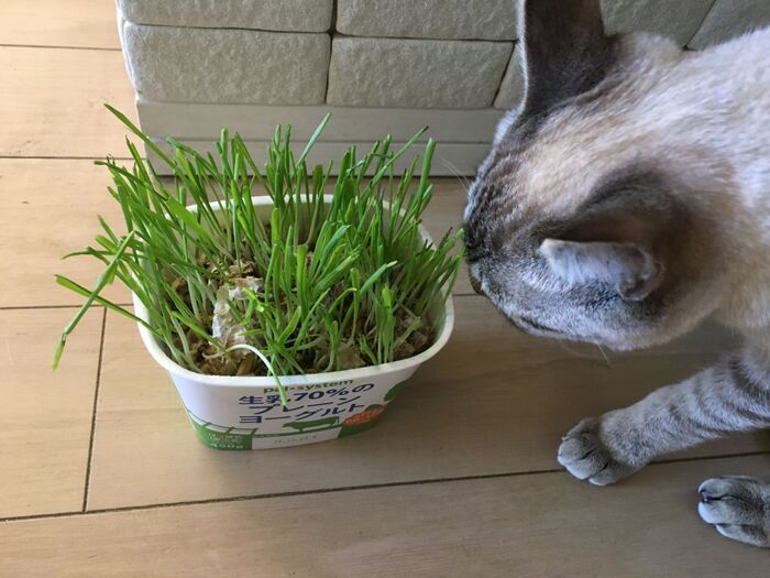 こんな感じで猫は草が大好き！