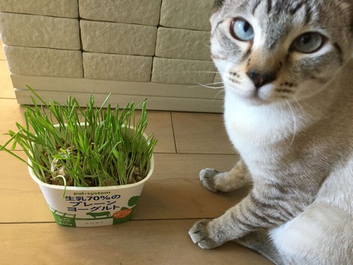 「猫草栽培セット」を２回分にする技