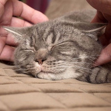 2分が限界?あなたは愛猫の撫でて欲しい「時」と「場所」を知っていますか?