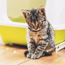 猫のウンチをトイレに流す人は約38%☆ペットのウンチはどうしてる?