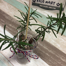 キャンドゥ試験管とビーカで挿し木を育てる