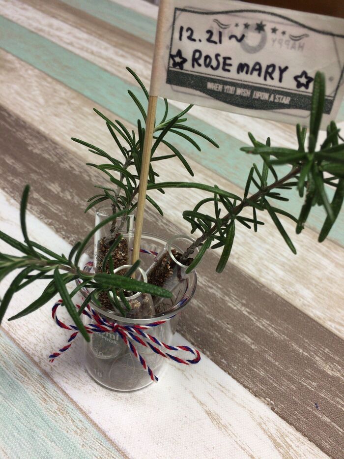 キャンドゥ試験管とビーカで挿し木を育てる