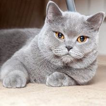 長生きする猫には特徴がある?長寿猫の性格とライフスタイルを徹底解明