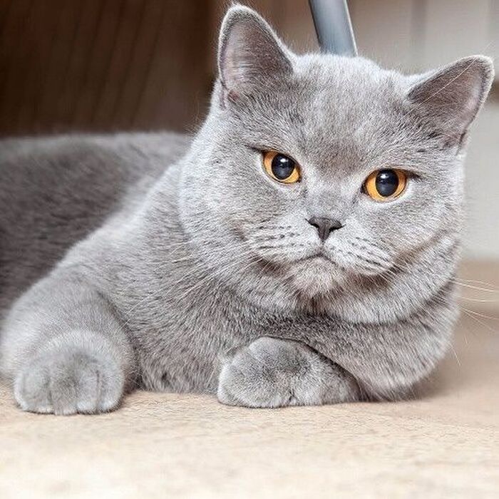 長生きする猫には特徴がある?長寿猫の性格とライフスタイルを徹底解明