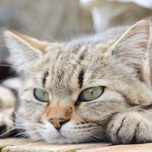 嫌いな相手にはヒラメ顔ϵ( 'Θ' )϶猫の喜怒哀楽の表わし方は猫それぞれ?