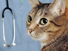 猫アレルギー、私はコレで克服しました!みんなが効果アリだった方法