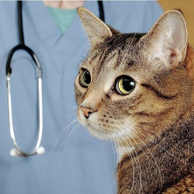 猫アレルギー、私はコレで克服しました!みんなが効果アリだった方法