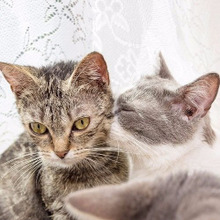 猫の世界も結構大変?オス猫とメス猫、ストレスに強い猫はどっち?