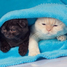 動物病院に連れて行くか迷ったら。猫の病気、こんな時どうする?