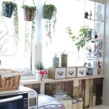 癒し空間!100均とグリーンで作るキッチンインテリア