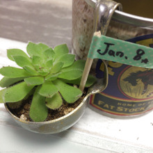 カトラリーをミニ多肉鉢にリメイク