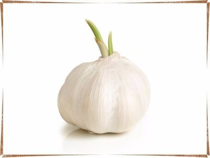 野菜の魅力 にんにくのいろいろな力
