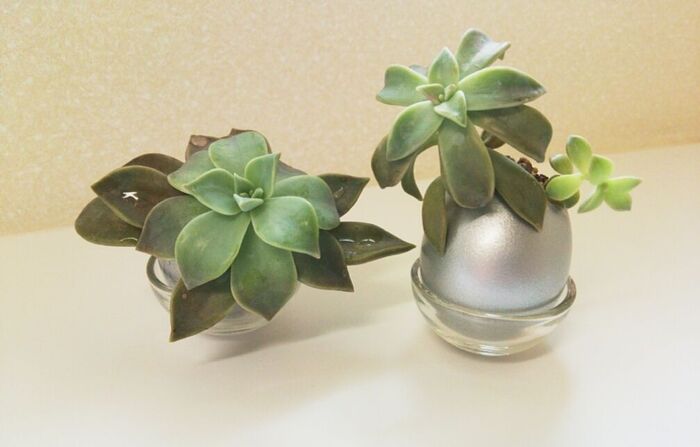手軽に気軽に渡せる手土産作り(多肉植物)