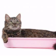 猫が長生きする秘訣はトイレにアリ?シニア猫に必要なトイレ事情とは