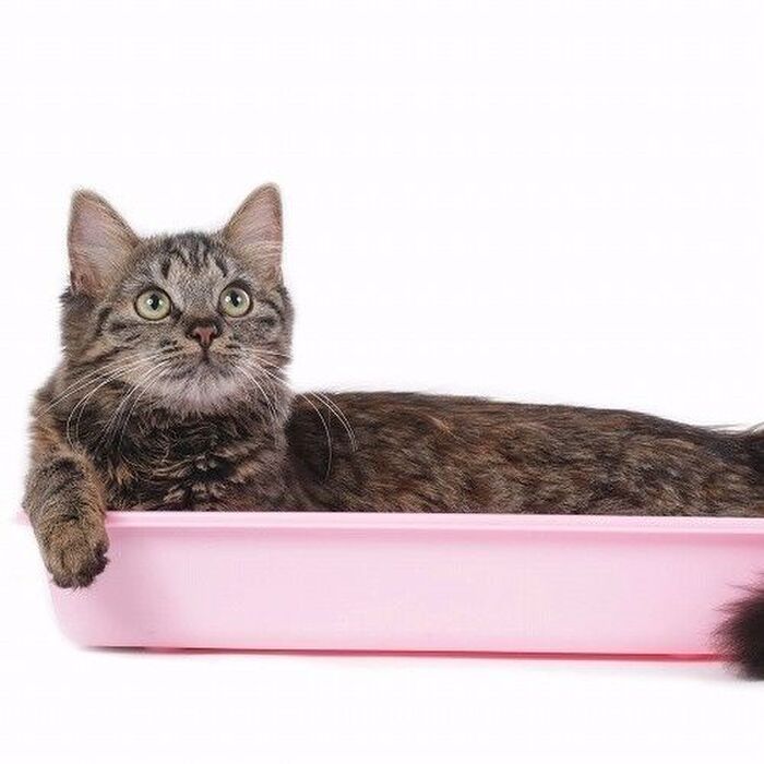 猫が長生きする秘訣はトイレにアリ?シニア猫に必要なトイレ事情とは