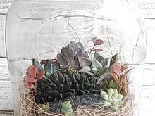 セリアの100均アイテムで作る多肉植物のなんちゃっテラリウム
