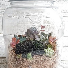 セリアの100均アイテムで作る多肉植物のなんちゃっテラリウム