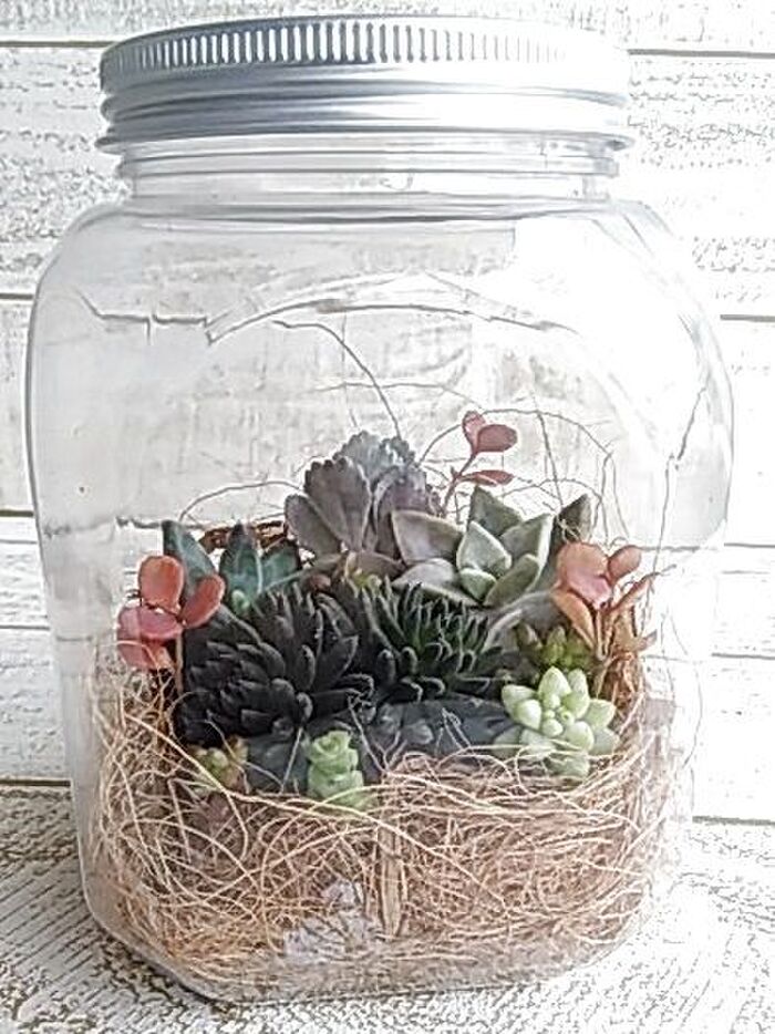 セリアの100均アイテムで作る多肉植物のなんちゃっテラリウム