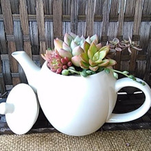 多肉植物の寄せ植えINナチュラルハウスのティーポット♪プチプラ商品で穴なし容器も素敵な鉢に♡