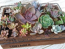 多肉植物を殖やそう♪挿し芽編 カット苗の作り方