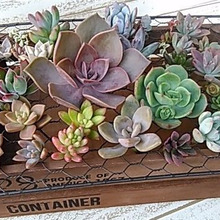 多肉植物を殖やそう♪挿し芽編 カット苗の作り方