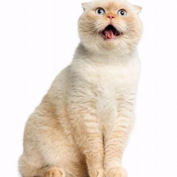 【猫の気持ち】猫は年を取ると甘えるようになる?「高齢猫あるある」とは