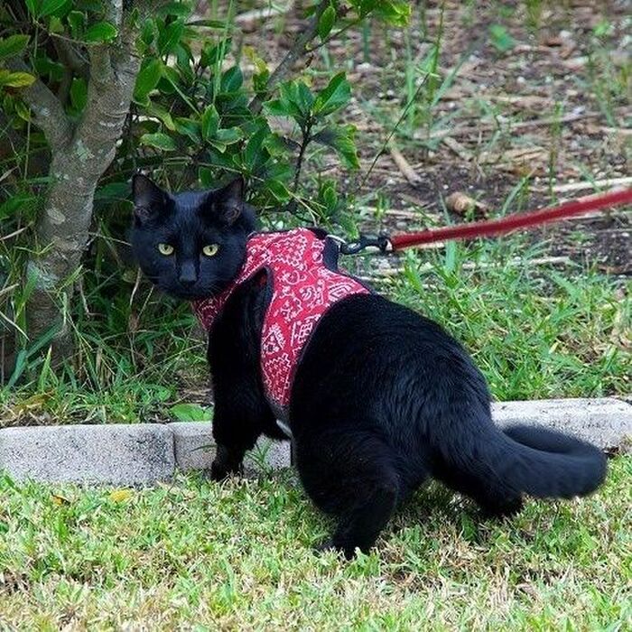 【猫の散歩】やってみたいけど…。3人に1人はやっている?猫に散歩は必要?