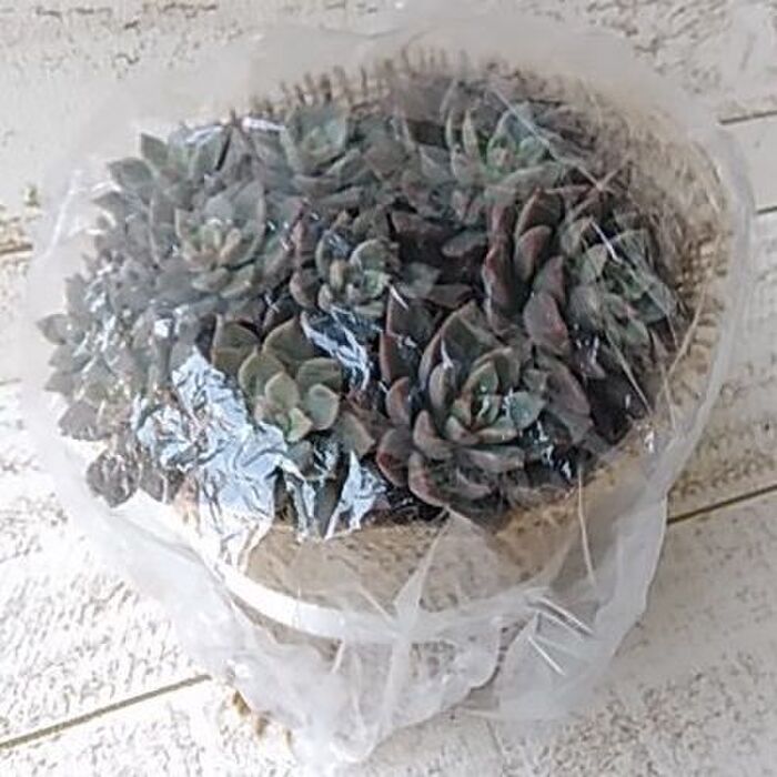 小さな鉢にはスッポリ被せるだけ(^J^)