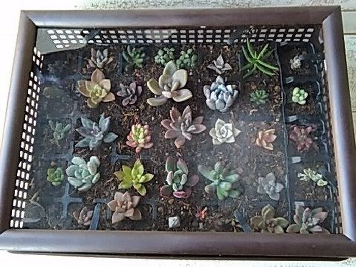 100均で簡単♪セリアの書類ケースとフレームで作る植物の防寒・防雨ケース