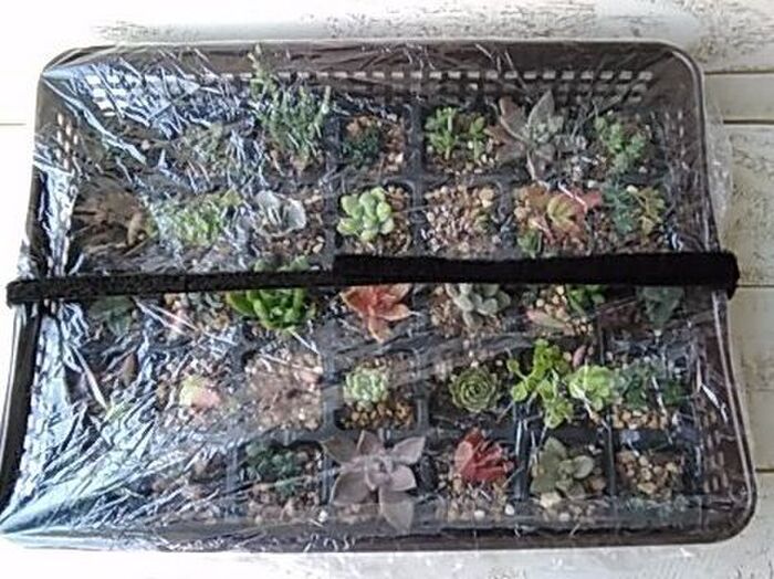 すっぽりシャワーキャップ+マジックテープ