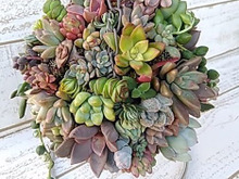 セリアの100均ハンギングバスケットで作る☆ カラフル多肉ボール(^^♪☆