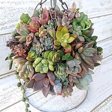 セリアの100均ハンギングバスケットで作る☆ カラフル多肉ボール(^^♪☆