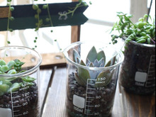 人気の理系インテリア!ダイソービーカーに多肉植物を飾る
