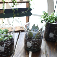 人気の理系インテリア!ダイソービーカーに多肉植物を飾る