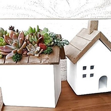 飾りながら作る多肉植物のカット苗(挿し芽)飾り方いろいろ)^o^(