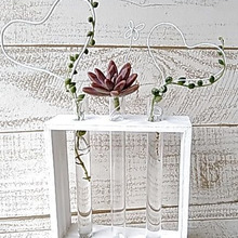 ダイソーの100均試験管で多肉植物の水挿し発根(^^♪☆