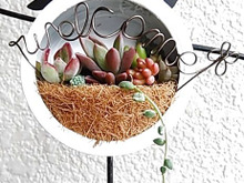 ダイソーの100均ブリキケースで作る♪多肉植物の簡単まんまるハンギング♡