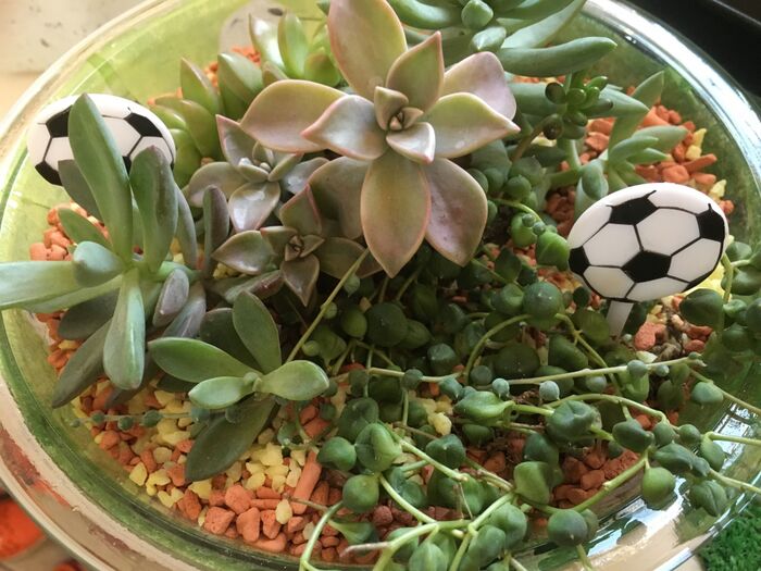 多肉ちゃんを植えます。