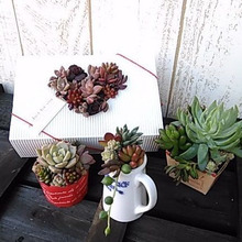 バレンタインに、多肉植物のカット苗アソート♡おしゃれに飾って発根待ち