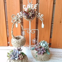 麻ひもを鉢にリメイク☆多肉植物を寄せ植え!