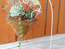 100均鉢底ネットとココマットでハンギング!多肉植物の寄せ植えに!