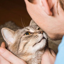 「猫好き」で「左利き」の男性は〇〇かも?意外な共通点にちょっとびっくり