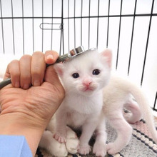 SOS!夜中に猫の調子が急変!焦る前にしたいチェックリスト