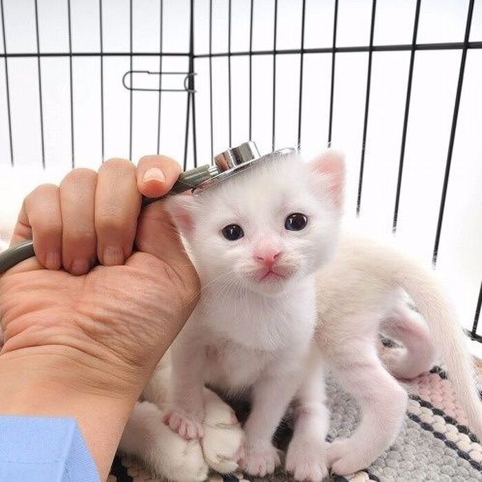 SOS!夜中に猫の調子が急変!焦る前にしたいチェックリスト