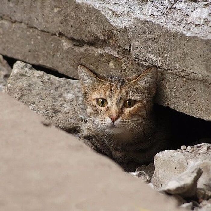 震災時は家全体がケージになる…災害時、パニックになった猫の行動とは