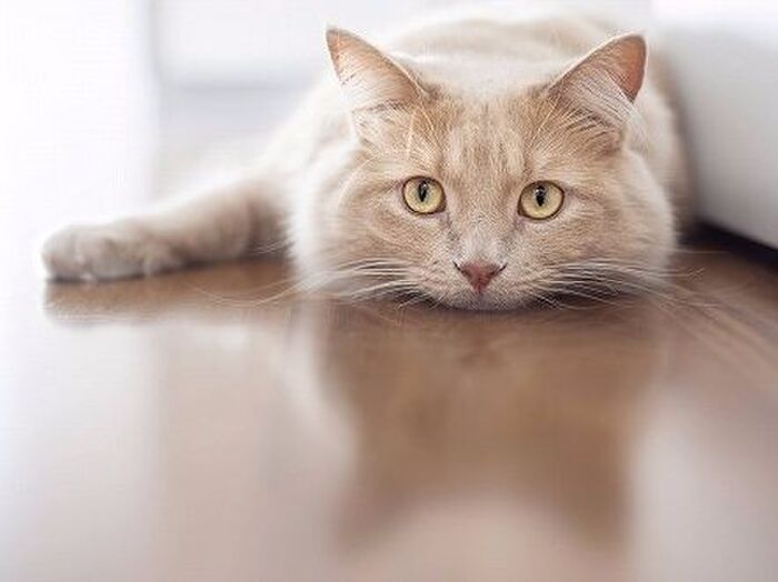 ■猫が好きで左利きの男性には共通点がある?