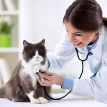 【猫の寿命】3年後に猫の寿命が倍近く伸びる?猫の最先端医療研究とは
