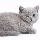 子猫の突然死は血液型のせいかも…あなたは愛猫の血液型を知ってる?
