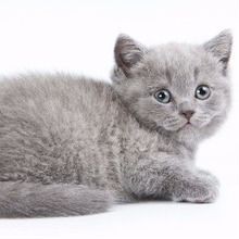 子猫の突然死は血液型のせいかも…あなたは愛猫の血液型を知ってる?