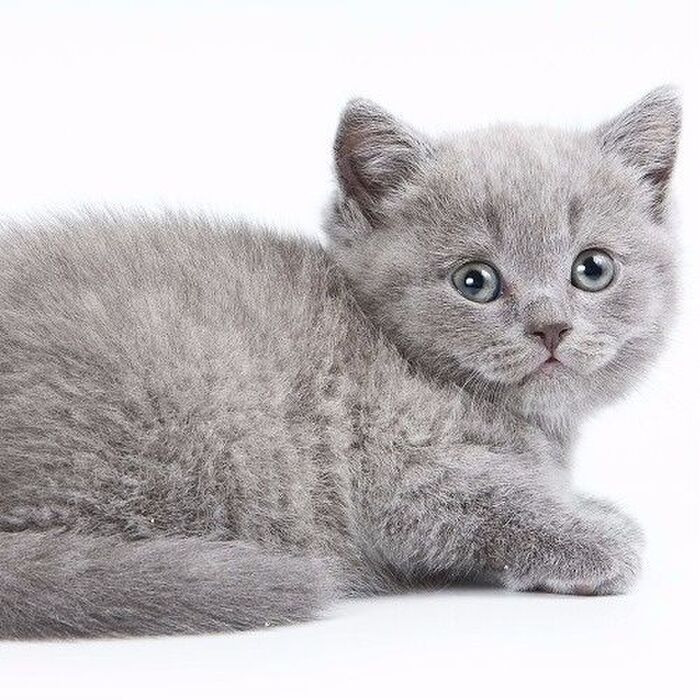 子猫の突然死は血液型のせいかも…あなたは愛猫の血液型を知ってる?